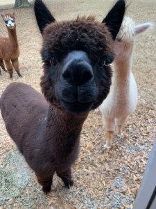 Alpaca