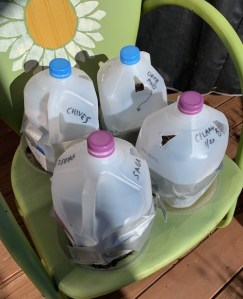Milkjugs2