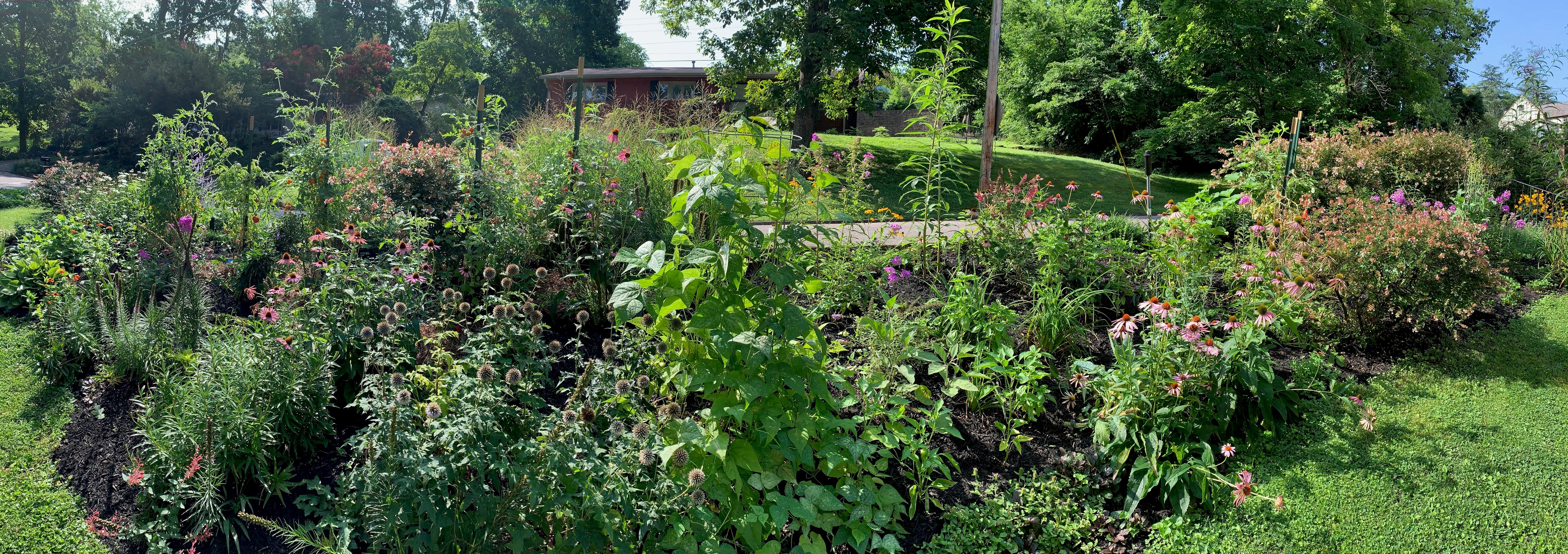 MaggiesLawntoMeadow2 MaggiesLawntoMeadow2