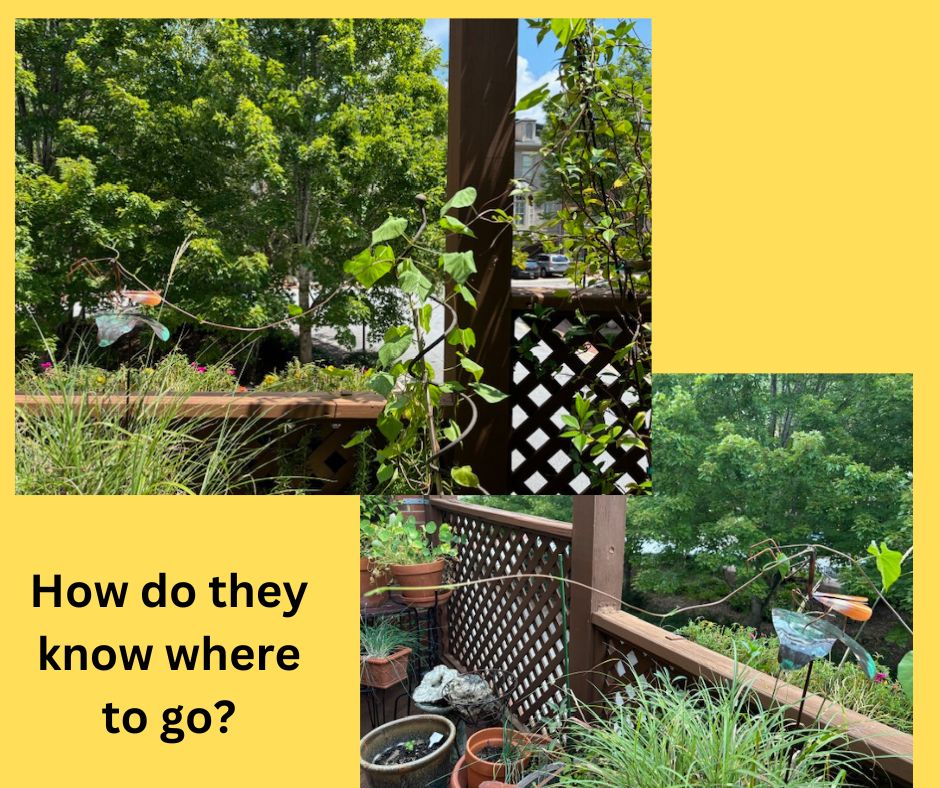 Hoqw ro rhwy knoq Hoqw ro rhwy knoq