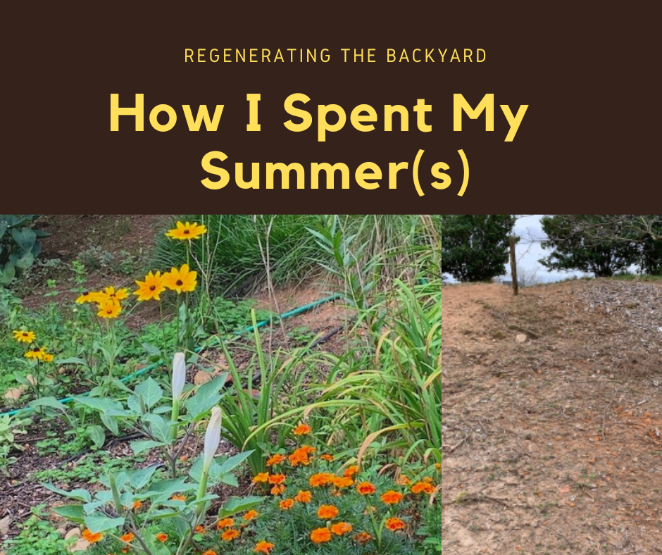 Regenerating_TourBBackyard Regenerating_TourBBackyard
