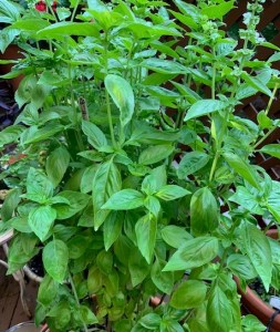 Basiloverflow Basiloverflow