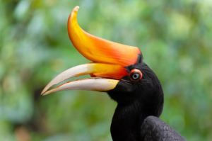 Rhinohornbills