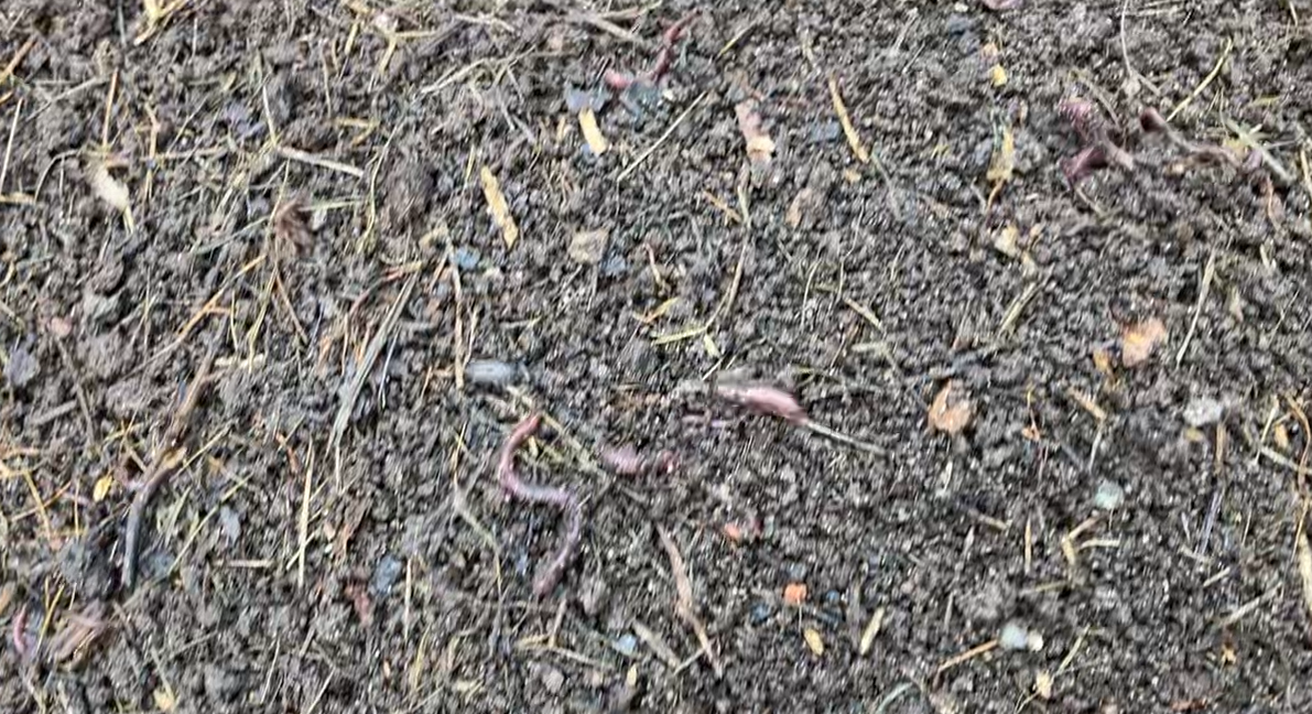 Wormsgonewild Wormsgonewild