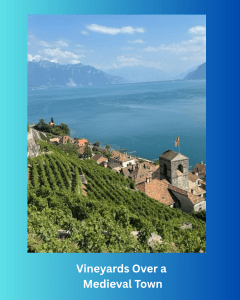 VineyardMedieval VineyardMedieval