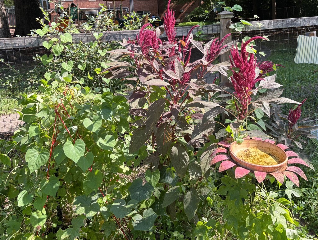 A vibrant garden scene featuring green leafy plants and tall, purple amaranth flowers. In the foreground, a birdbath shaped like a flower holds water, surrounded by rich foliage.
